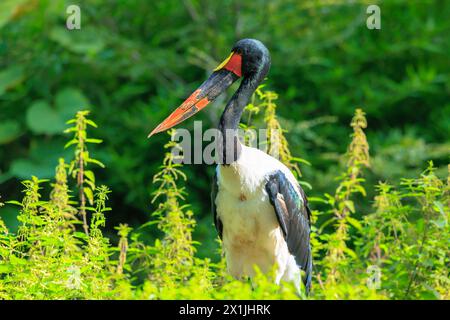 Nahaufnahme eines farbenfrohen Sattelschnabelstorchs, Ephippiorhynchus senegalensis, der auf einer grünen Wiese steht. Stockfoto
