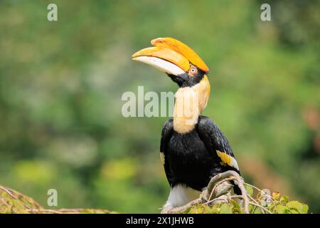 Closeup Portrait eines großen hornbil, Doppel oder große pied Hornbill, Buceros bicornis, Vogel in einem grünen Lebensraum Wald. Stockfoto