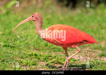 Scarlet Ibis Vogel Eudocimus ruber tropischen wader Vogel Futter auf den Boden. Es ist eines der beiden nationalen Vögel von Trinidad und Tobago. Stockfoto