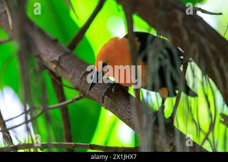 Nahaufnahme einer scharlachköpfigen Amblyramphus holosericeus in einem Regenwald. Stockfoto