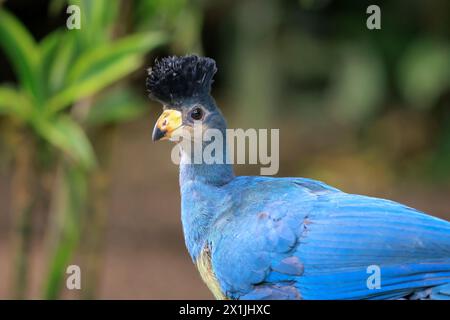 Nahaufnahme eines großen blauen Turakos, Corythaeola cristata, Vogelperspektive Stockfoto