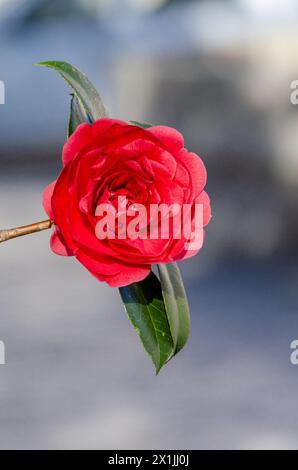 Nahaufnahme eines vertikalen Fotos einer roten Kamelienblume, Camellia sasanqua Stockfoto