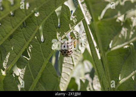 Vespula ist eine Gattung sozialer Wespen mit einer großen Verbreitung in der nördlichen Hemisphäre, die nur 24 Arten hat Stockfoto