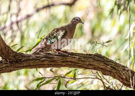 Häufig Bronzewing (Phaps chalcoptera) Bickley, Perth Hills, Western Austrailia. Stockfoto