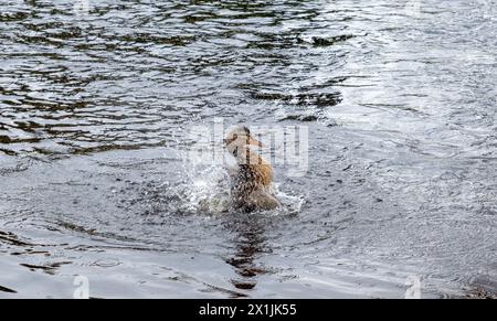 Wildente nimmt ein Bad im plätschernden Wasser am Ufer, Anas platyrhynchos Stockfoto