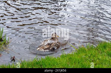 Wildente nimmt ein Bad im plätschernden Wasser am Ufer, Anas platyrhynchos Stockfoto