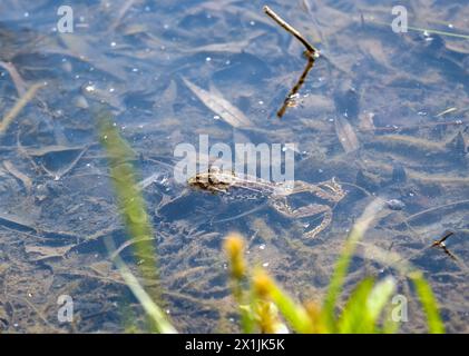 Ein Frosch liegt im Sumpfwasser und streckt seinen Kopf zur Sonne Stockfoto