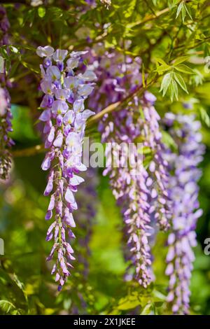 Nahaufnahme blühender weißer und violetter Glyzinien im Frühling Stockfoto