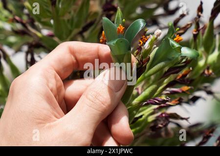 Eine seltene Pflanze des Sapphire Tower (Puya alpestris) blüht im trockenen Glasshouse in den Birmingham Botanical Gardens. Die Pflanze, die in den chilenischen Anden beheimatet ist und eine ferne Verwandtschaft zur Ananas ist, braucht bis zu einem Jahrzehnt, bis sie blüht, bevor sie nach ein paar Tagen stirbt. Seit mehr als 20 Jahren ist es in den Gärten untergebracht. Alberto Trinco, Senior Glasshouse Horticulturist, sammelt mit einem kleinen Pinsel die nektarreichen Pollen, um ihr Überleben zu sichern, eine Aufgabe, die normalerweise von Kolibris in freier Wildbahn ausgeführt wird. Bilddatum: Mittwoch, 17. April 2024. Stockfoto