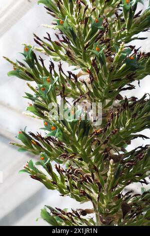 Eine seltene Pflanze des Sapphire Tower (Puya alpestris) blüht im trockenen Glasshouse in den Birmingham Botanical Gardens. Die Pflanze, die in den chilenischen Anden beheimatet ist und eine ferne Verwandtschaft zur Ananas ist, braucht bis zu einem Jahrzehnt, bis sie blüht, bevor sie nach ein paar Tagen stirbt. Seit mehr als 20 Jahren ist es in den Gärten untergebracht. Alberto Trinco, Senior Glasshouse Horticulturist, sammelt mit einem kleinen Pinsel die nektarreichen Pollen, um ihr Überleben zu sichern, eine Aufgabe, die normalerweise von Kolibris in freier Wildbahn ausgeführt wird. Bilddatum: Mittwoch, 17. April 2024. Stockfoto