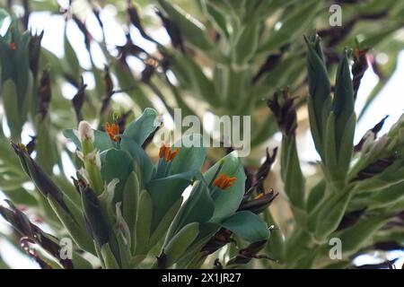 Eine seltene Pflanze des Sapphire Tower (Puya alpestris) blüht im trockenen Glasshouse in den Birmingham Botanical Gardens. Die Pflanze, die in den chilenischen Anden beheimatet ist und eine ferne Verwandtschaft zur Ananas ist, braucht bis zu einem Jahrzehnt, bis sie blüht, bevor sie nach ein paar Tagen stirbt. Seit mehr als 20 Jahren ist es in den Gärten untergebracht. Alberto Trinco, Senior Glasshouse Horticulturist, sammelt mit einem kleinen Pinsel die nektarreichen Pollen, um ihr Überleben zu sichern, eine Aufgabe, die normalerweise von Kolibris in freier Wildbahn ausgeführt wird. Bilddatum: Mittwoch, 17. April 2024. Stockfoto