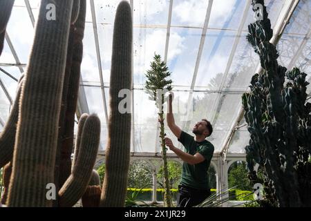 Alberto Trinco, Senior Glasshouse Horticulturist, neben einem seltenen Saphir Tower (Puya alpestris) in Blüte im trockenen Glasshouse in den Birmingham Botanical Gardens. Die Pflanze, die in den chilenischen Anden beheimatet ist und eine ferne Verwandtschaft zur Ananas ist, braucht bis zu einem Jahrzehnt, bis sie blüht, bevor sie nach ein paar Tagen stirbt. Seit mehr als 20 Jahren ist es in den Gärten untergebracht. Alberto verwendet einen kleinen Pinsel, um die nektarreichen Pollen zu sammeln, um ihr Überleben zu sichern, eine Aufgabe, die normalerweise von Kolibris in freier Wildbahn ausgeführt wird. Bilddatum: Mittwoch, 17. April 2024. Stockfoto