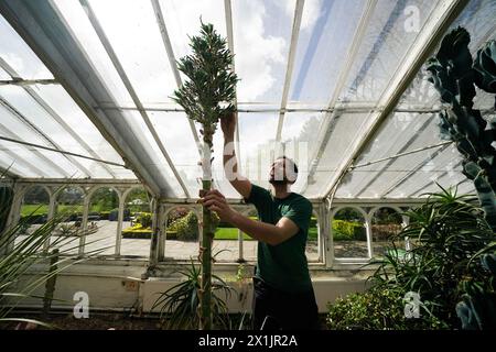 Alberto Trinco, Senior Glasshouse Horticulturist, neben einem seltenen Saphir Tower (Puya alpestris) in Blüte im trockenen Glasshouse in den Birmingham Botanical Gardens. Die Pflanze, die in den chilenischen Anden beheimatet ist und eine ferne Verwandtschaft zur Ananas ist, braucht bis zu einem Jahrzehnt, bis sie blüht, bevor sie nach ein paar Tagen stirbt. Seit mehr als 20 Jahren ist es in den Gärten untergebracht. Alberto verwendet einen kleinen Pinsel, um die nektarreichen Pollen zu sammeln, um ihr Überleben zu sichern, eine Aufgabe, die normalerweise von Kolibris in freier Wildbahn ausgeführt wird. Bilddatum: Mittwoch, 17. April 2024. Stockfoto