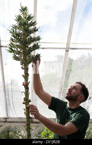 Alberto Trinco, Senior Glasshouse Horticulturist, neben einem seltenen Saphir Tower (Puya alpestris) in Blüte im trockenen Glasshouse in den Birmingham Botanical Gardens. Die Pflanze, die in den chilenischen Anden beheimatet ist und eine ferne Verwandtschaft zur Ananas ist, braucht bis zu einem Jahrzehnt, bis sie blüht, bevor sie nach ein paar Tagen stirbt. Seit mehr als 20 Jahren ist es in den Gärten untergebracht. Alberto verwendet einen kleinen Pinsel, um die nektarreichen Pollen zu sammeln, um ihr Überleben zu sichern, eine Aufgabe, die normalerweise von Kolibris in freier Wildbahn ausgeführt wird. Bilddatum: Mittwoch, 17. April 2024. Stockfoto