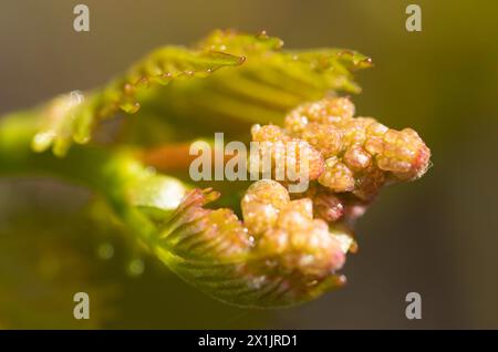 Junge Triebe, Blumen und Fruchtovarien. Reben im Frühling. Stockfoto
