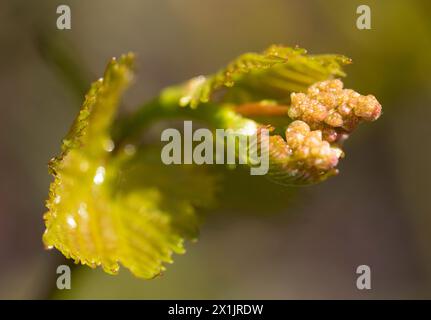 Junge Triebe, Blumen und Fruchtovarien. Reben im Frühling. Stockfoto