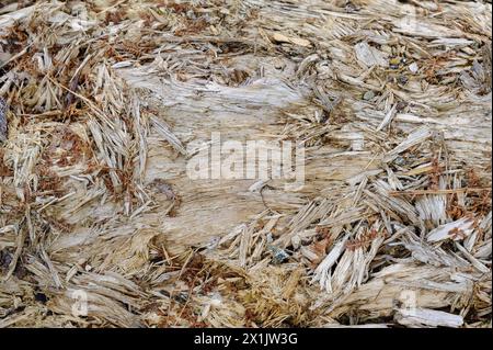 Verwitterte Holzfasern und Texturen, die auf der Oberfläche eines alten Baumstamms sichtbar sind. Stockfoto