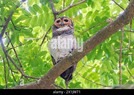 Gefleckte Holzeule, Strix Seloputo, alleinstehender Erwachsener auf einem Baum, Pasir RIS Park, Singapur Stockfoto