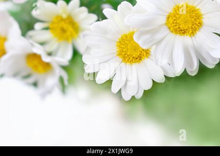Wunderschöne Kamille, argyranthemum, Chrysanthemenblumen oben in der Ecke. Frühling oder Sommer Natur Szene mit blühenden Gänseblümchen an sonnigen Tagen. Kopierbereich Stockfoto