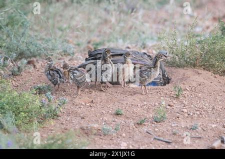 Vulturine Guineafowl (Acrillium vulturinum), Erwachsener sitzt hinter sechs jungen Küken Stockfoto