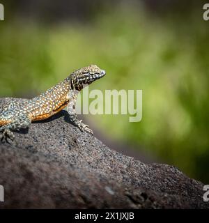 Westseite fleckige Eidechse, die auf einem Felsen thront, in der Morgensonne. Stockfoto