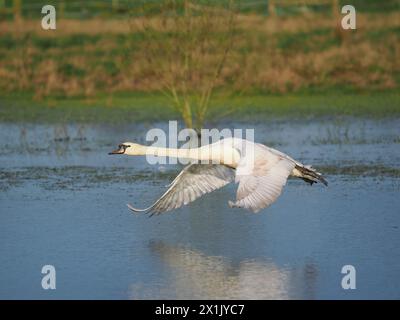 Stumme Schwäne sind einer der größten fliegenden Vögel in Großbritannien, ihre Flügelschläge machen ein sehr markantes Fluggeräusch. Stockfoto