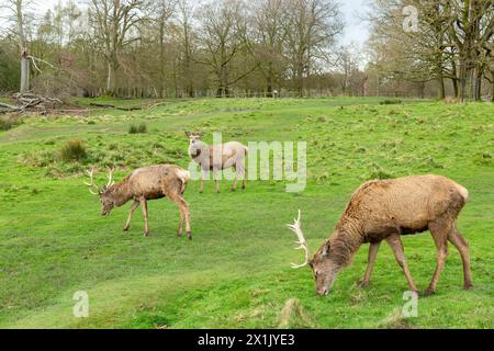 Rotwild im Tatton Park Cheshire, England Stockfoto