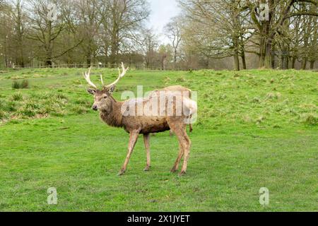 Rotwild im Tatton Park Cheshire, England Stockfoto