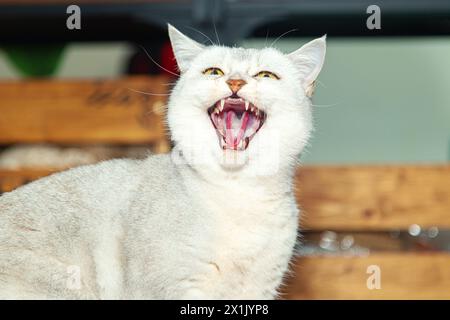 Die silberne britische Katze ist wütend. Eine aggressive Katze knurrt und greift den Mopp an. Stockfoto