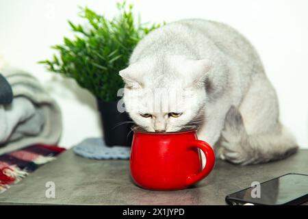 Freche britische Katze trinkt aus dem Becher ihres Besitzers. Stockfoto