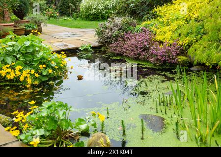 Ein kleiner Gartenteich in Großbritannien Stockfoto