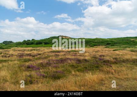 Hengistbury Head, Großbritannien - 1. Juli 2023: Heidegebiet vor Warren Hill. Stockfoto