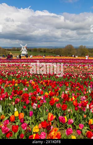 Besucher mit einer Windmühle in Tulpenfeldern, Tulleys Tulip fest auf der Tulleys Farm, Turners Hill, Crawley, West Sussex, Großbritannien im April Stockfoto