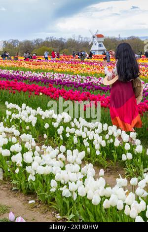 Frau, die Tulpen bei der Windmühle in Tulpenfeldern fotografiert, Tulleys Tulip fest auf der Tulleys Farm, Turners Hill, Crawley, West Sussex, Großbritannien Stockfoto