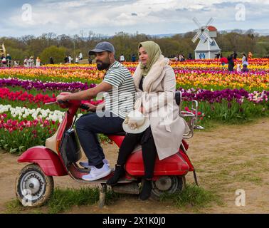 Ein Paar posiert auf einem Motorroller-Moped bei Windmühle in Tulpenfeldern, Tulleys Tulip fest auf der Tulleys Farm, Turners Hill, Crawley, West Sussex, UK Stockfoto