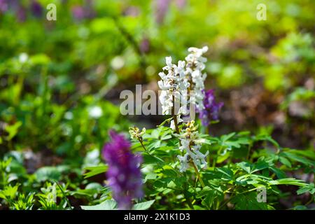 Hollowroot (Lateinisch: Corydalis cava) Blüht im Wald Stockfoto