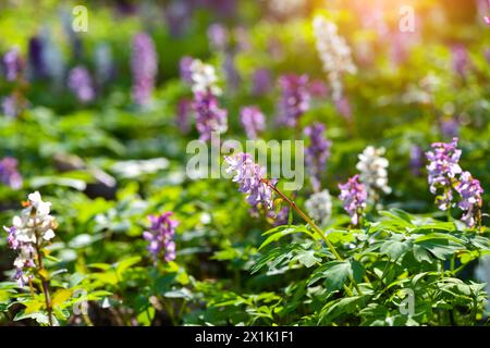 Im Wald blüht die Hollowroot (lateinisch: Corydalis cava) in den Sonnenstrahlen Stockfoto