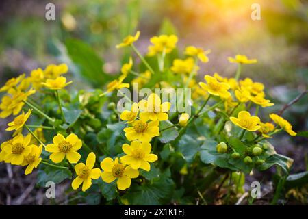 Blüte der Marschmarigold (Caltha palustris). Floraler Hintergrund Stockfoto