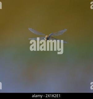 Ein farbenfroher, migrantischer Hawker (Aeshna mixta), der über das Wasser fliegt, sonniger Tag im Sommer Stockfoto