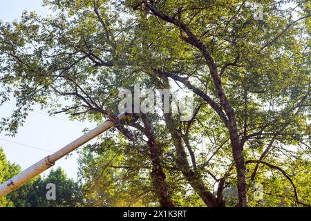 Holzfäller verwendet eine Teleskop-Säge zum Schneiden von Ästen von Bäumen. Stockfoto