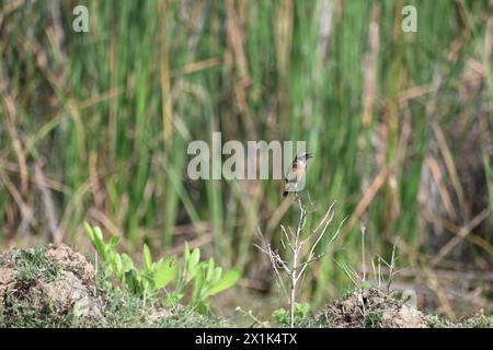 Ein sibirischer Stonechat steht auf dem kleinen trockenen Zweig, der ruft Stockfoto