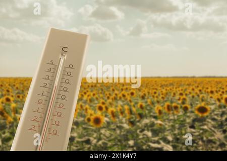 Thermometer im Sonnenblumenfeld, das Temperatur und Sommerwetter anzeigt Stockfoto