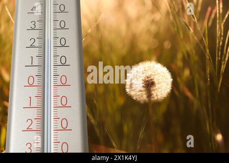 Spring weather. Thermometer in grass near dandelion Stockfoto