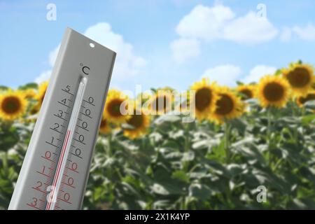 Thermometer im Sonnenblumenfeld, das Temperatur und Sommerwetter anzeigt Stockfoto