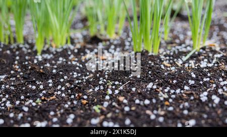 17. April 2024, Nordrhein-Westfalen, Münster: Hagel ist bei einer Dusche auf einem Blumenbeet zu sehen. Foto: Rolf Vennenbernd/dpa Stockfoto