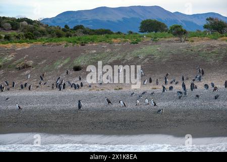 Ushuaia, Tierra del Fuego, Argentinien - Gentoo-Pinguine und Magellan-Pinguine auf der Isla Martillo im Beagle-Kanal ist der Beagle-Kanal ein natürliches Stockfoto