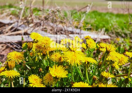 Bright Yellow Dandelions in Sunlit Meadow Close-up Stockfoto