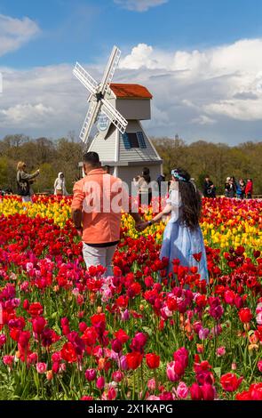 Ein Paar spazieren durch die Windmühle in Tulpenfeldern, Tulleys Tulip fest auf der Tulleys Farm, Turners Hill, Crawley, West Sussex, Großbritannien im April Stockfoto