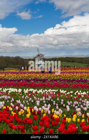 Besucher mit einer Windmühle in Tulpenfeldern, Tulleys Tulip fest auf der Tulleys Farm, Turners Hill, Crawley, West Sussex, Großbritannien im April Stockfoto