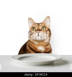 Lustiges Porträt einer hungrigen Katze auf weißem Hintergrund, in der Nähe eines leeren Tellers auf dem Tisch. Stockfoto